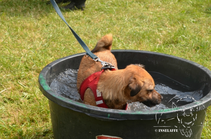 47 Bückeburg 1 2017 Samstag