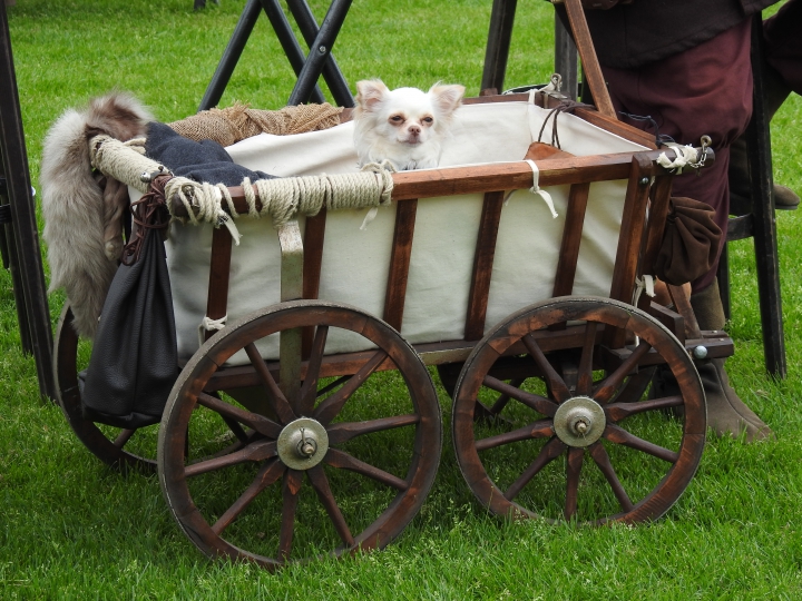 20_Hund_auf_grosser_Boller-Fahrt