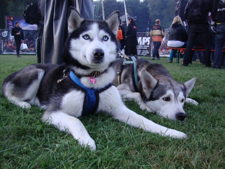 Huskys