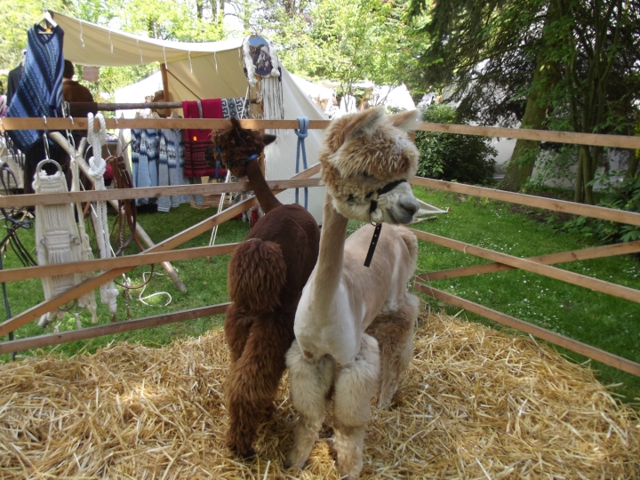 Lama mit Sommerfrisur