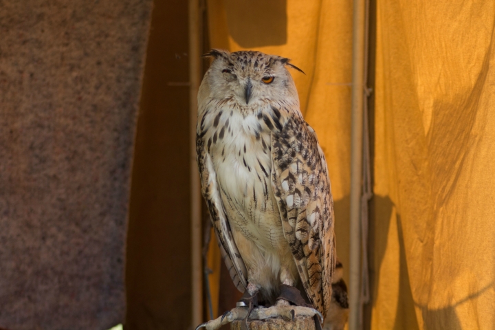 Achims liebe Eulen, Uhus, Adler und der lachende Hans (10)