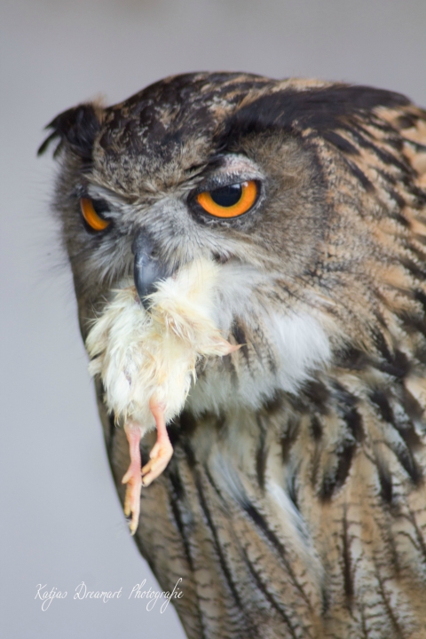 Achims liebe Eulen, Uhus, Adler und der lachende Hans (14)