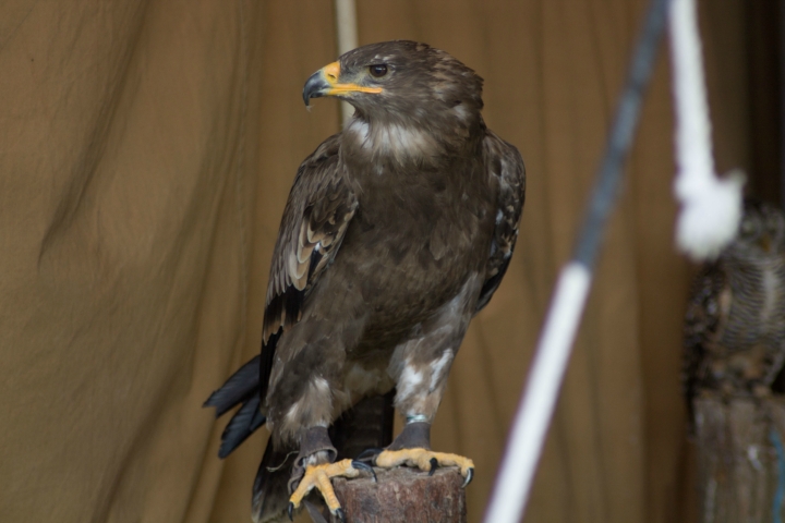 Achims liebe Eulen, Uhus, Adler und der lachende Hans (15)