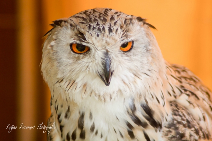 Achims liebe Eulen, Uhus, Adler und der lachende Hans (18)