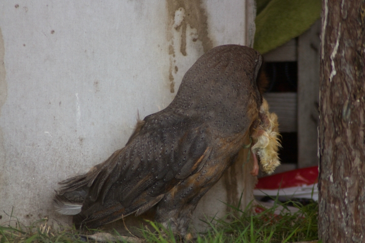 Achims liebe Eulen, Uhus, Adler und der lachende Hans (19)