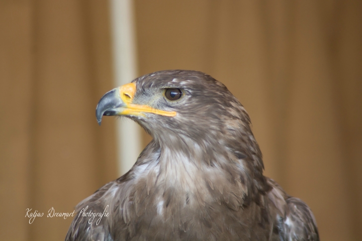 Achims liebe Eulen, Uhus, Adler und der lachende Hans (21)