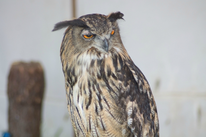 Achims liebe Eulen, Uhus, Adler und der lachende Hans (5)