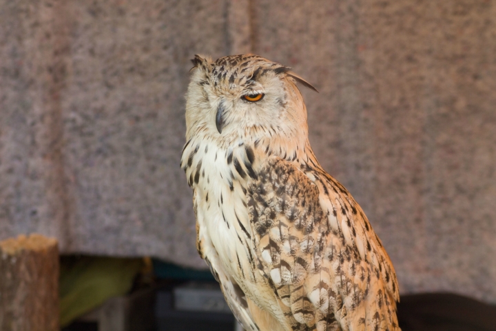 Achims liebe Eulen, Uhus, Adler und der lachende Hans (6)