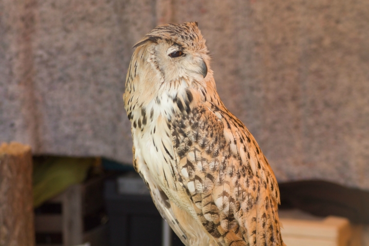 Achims liebe Eulen, Uhus, Adler und der lachende Hans (7)