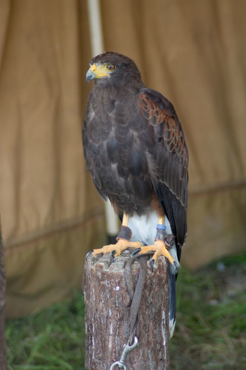 Achims liebe Eulen, Uhus, Adler und der lachende Hans (8)