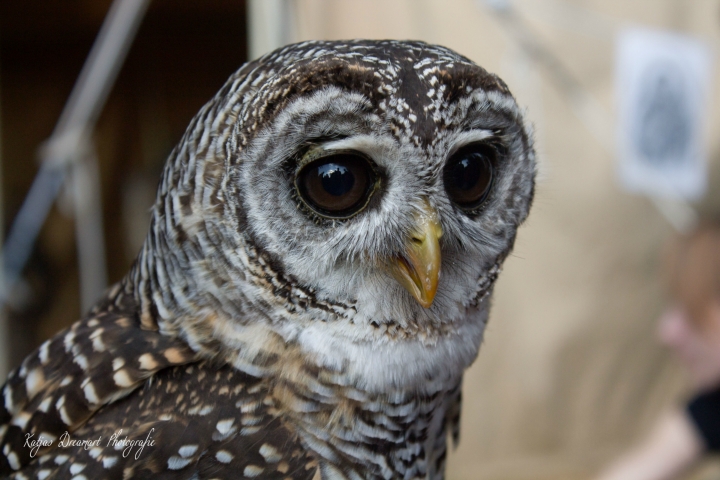 Falkner Achim und seine liebenswerten Vögel (1)