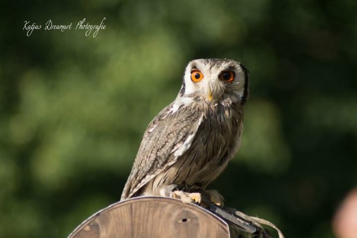 Falkner Achim und seine liebenswerten Vögel (10)