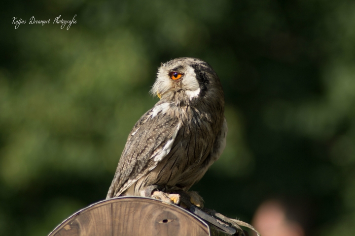 Falkner Achim und seine liebenswerten Vögel (11)