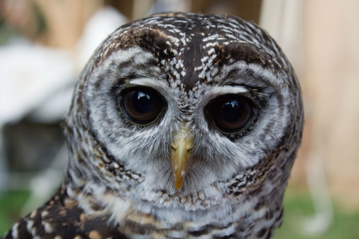 Falkner Achim und seine liebenswerten Vögel (15)