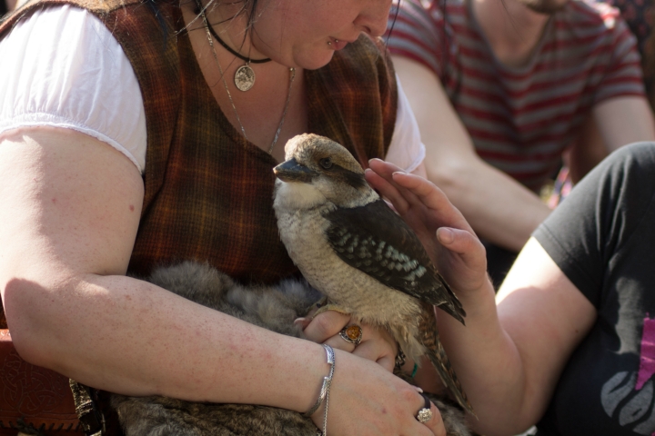 Falkner Achim und seine liebenswerten Vögel (2)