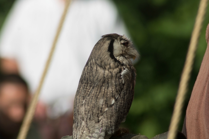 Falkner Achim und seine liebenswerten Vögel (3)