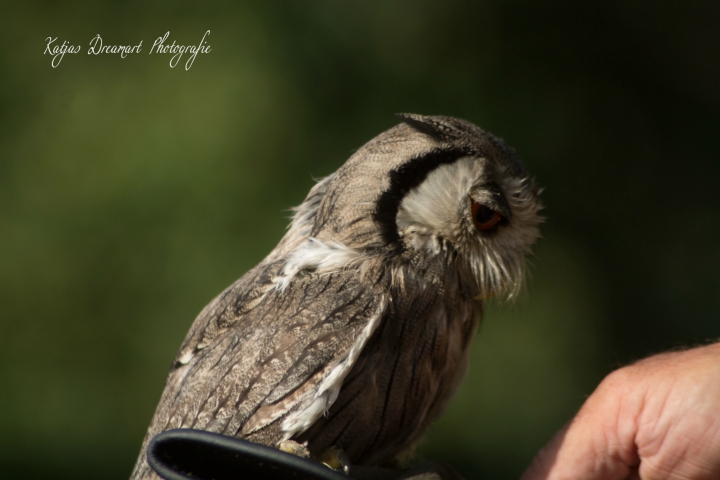 Falkner Achim und seine liebenswerten Vögel (9)